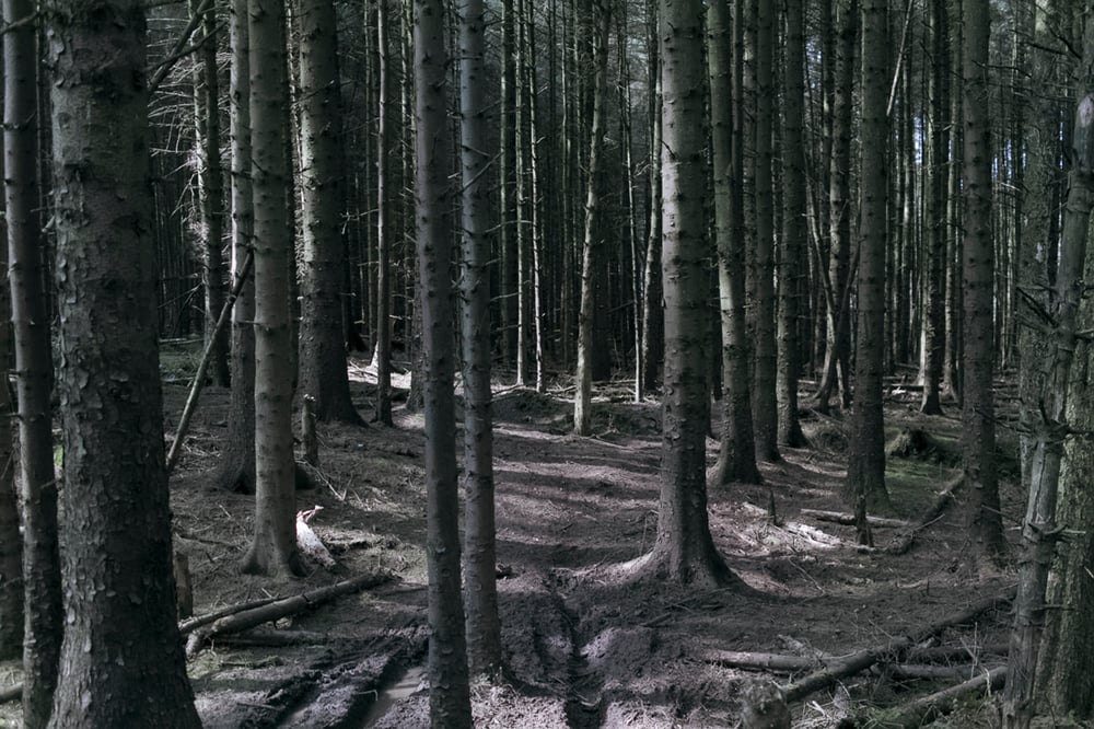 Image of Illuminated Forest (2016)