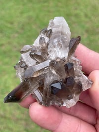 Image 3 of Smoky Quartz Crystal Points Cluster #1628