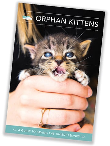 Image of Orphan Kittens booklet
