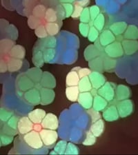 Image 2 of Glow in the dark flowers 