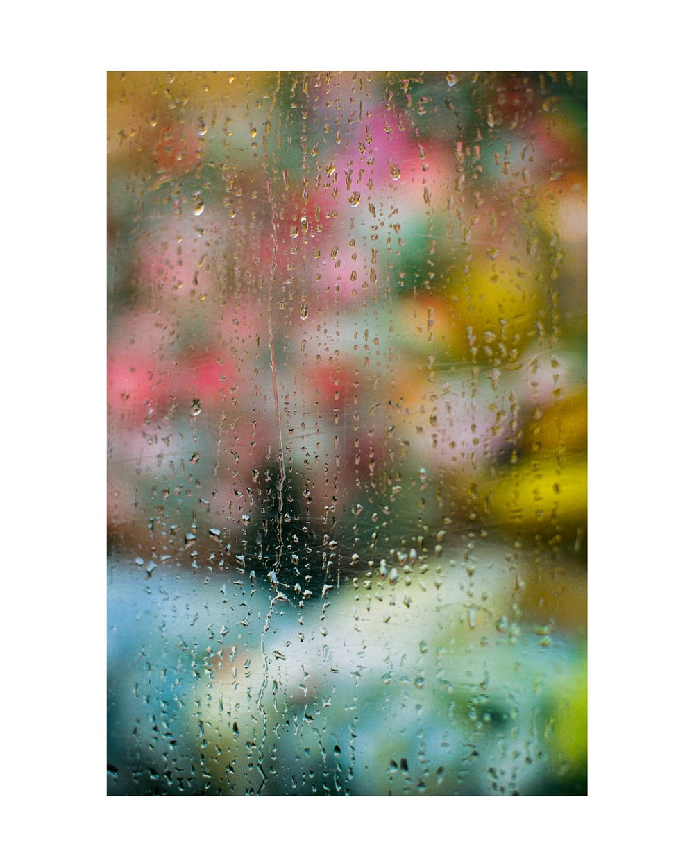 Image of Bodega Flowers