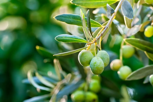Hojiblanca Extra Virgin Olive Oil from Australia  
