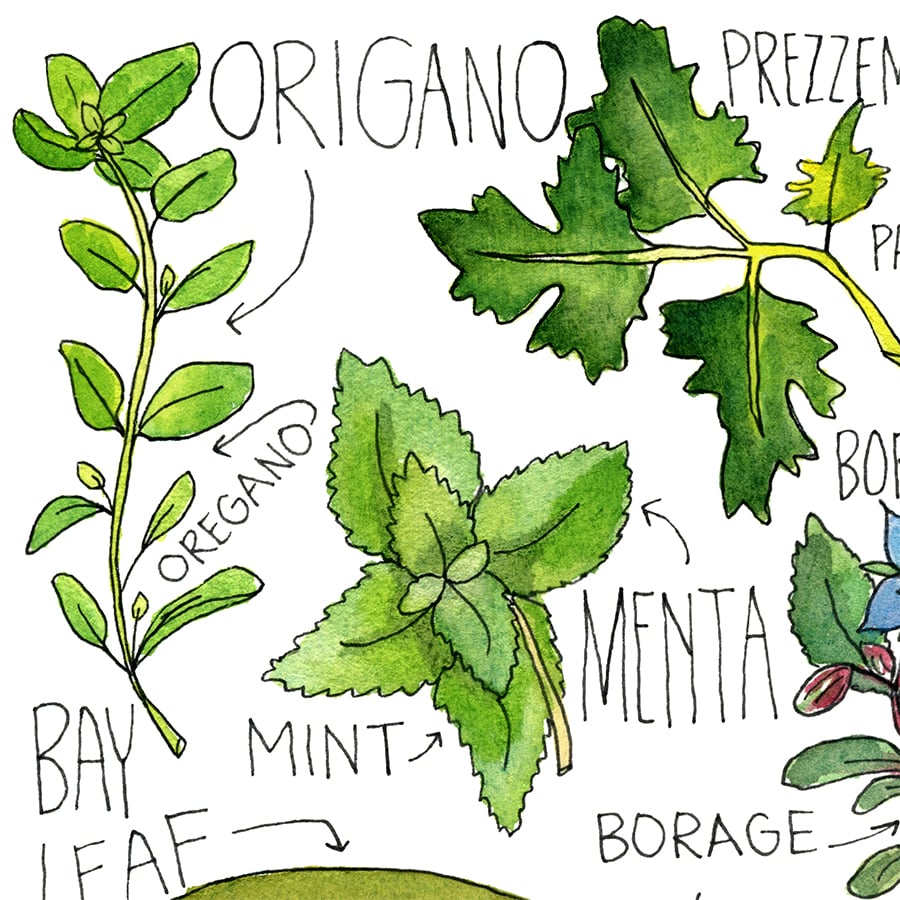 Image of Italian Herbs Print