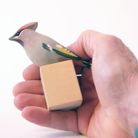 Image 5 of Waxwing