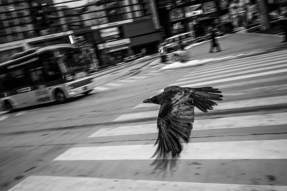 Image of Raven, Tokyo, 2013 - 12" x 18"