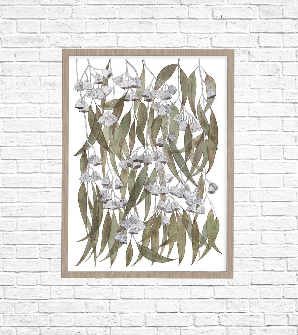 Image of Eucalyptus caesia Fine Art Print