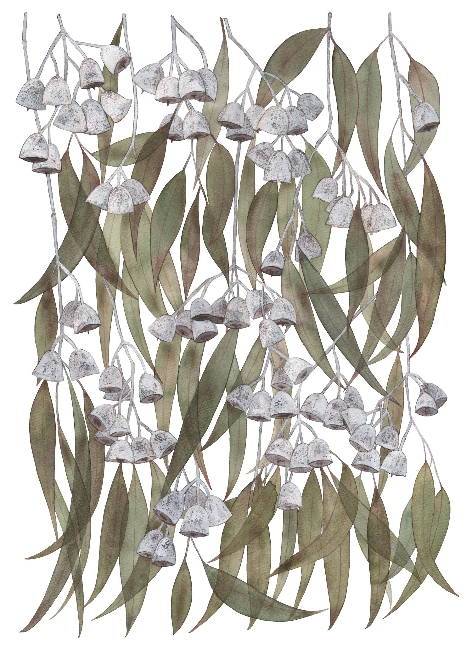 Image of Eucalyptus caesia Fine Art Print