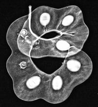 Image 2 of XRAY IMAGE: Parachidendron pruinosum