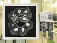 Image 3 of XRAY IMAGE: Parachidendron pruinosum