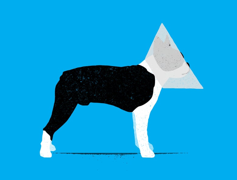 Image of "Cone of Shame"