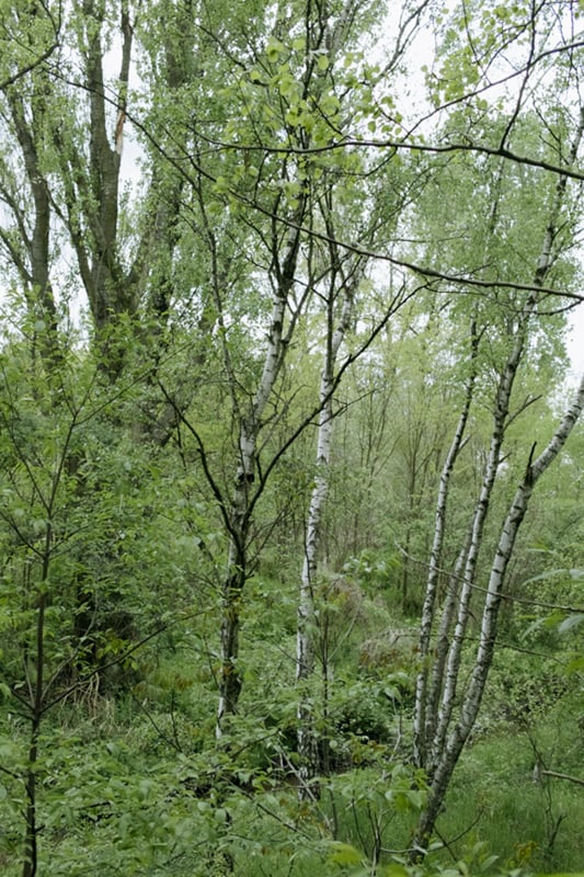 Image of Birches in a Shrubbery (2015)