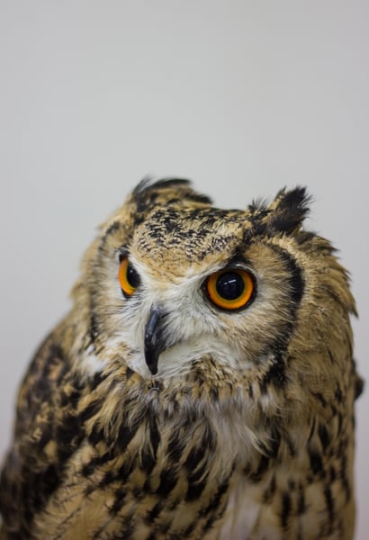 Image of Japanese Owl