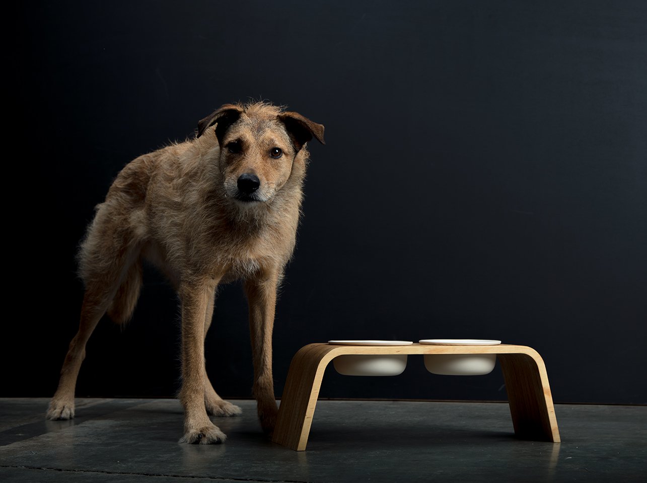 modern dog bowl stand