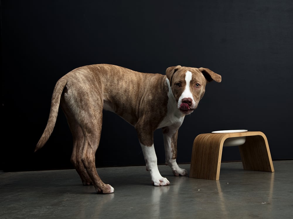 Image of Dog Bowl Stand Set: Single Tall