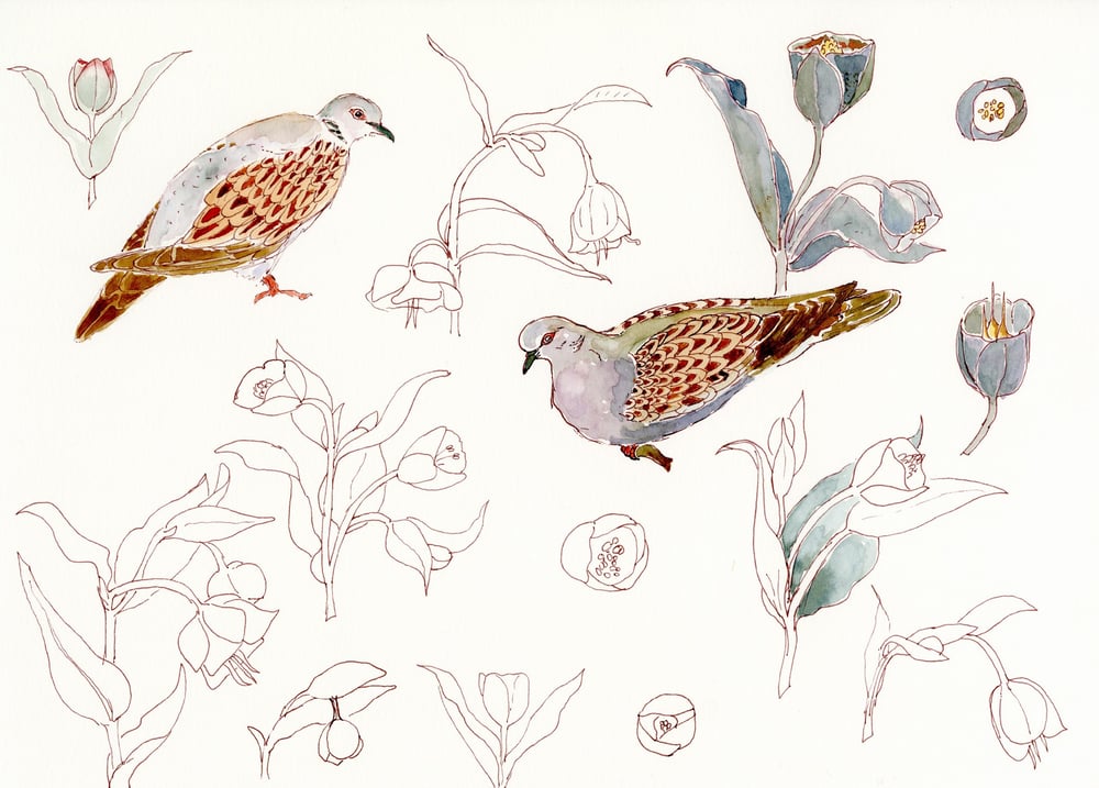 Image of Turtledoves and Hellebores