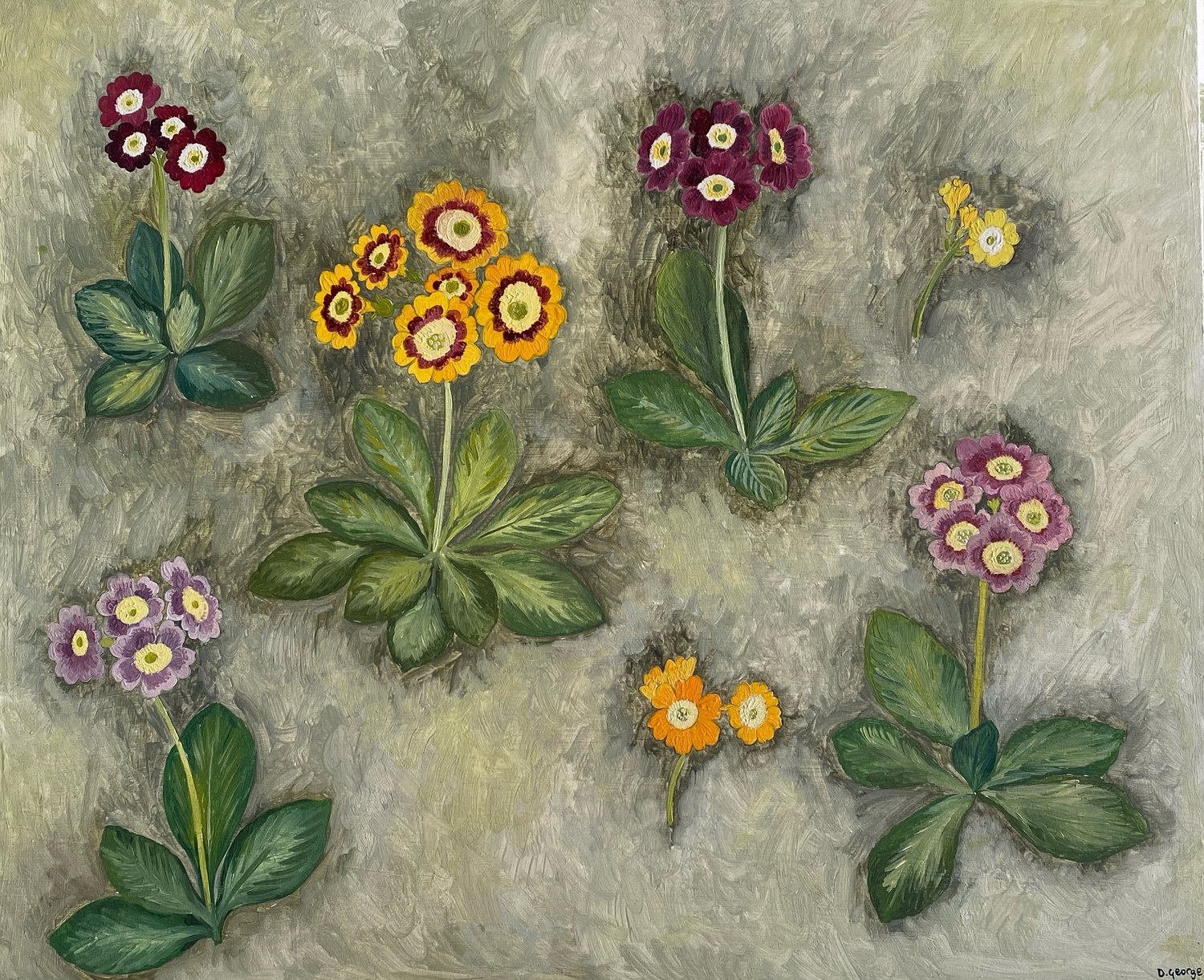 Image of Auricula Study 