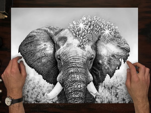Image of No Ivory (Limited)