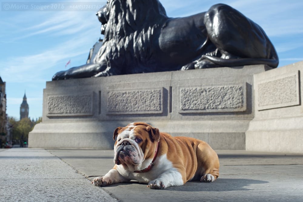 Image of 'Rudy's London' 2017 Calendar