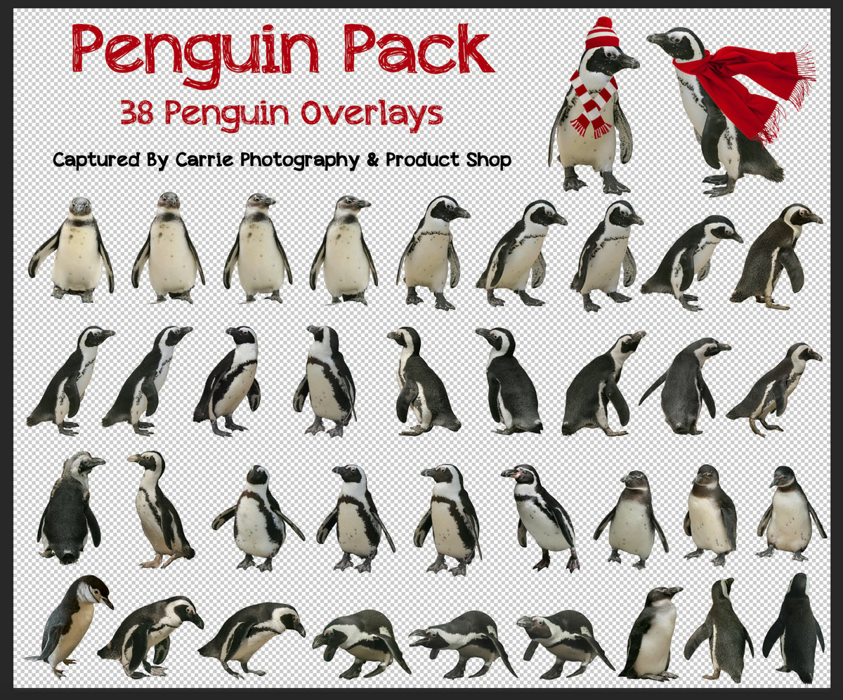 Image of Penguin Pack