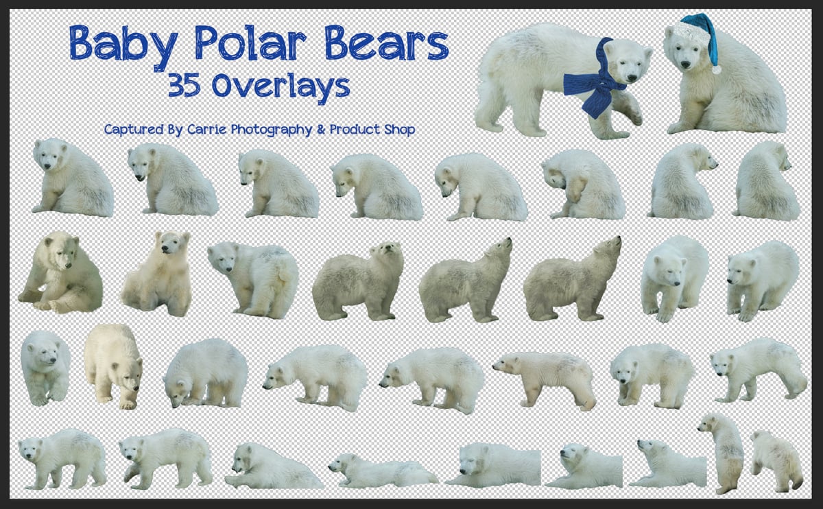 Image of Baby Polar Bears Overlays