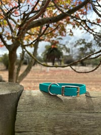 Teal - Small/Puppy