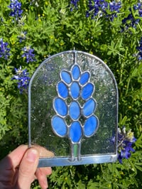 Image 3 of Ellis County Bluebonnet