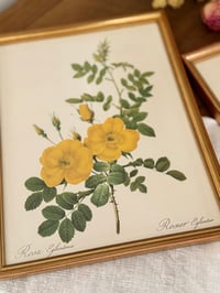 Image 3 of Cadres botaniques