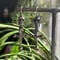 Image of Fate Earrings