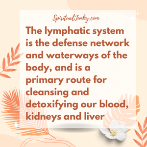 Image of Lymphatic Drainage Herbal Extract 
