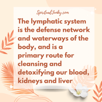 Image 3 of Lymphatic Drainage Herbal Extract 