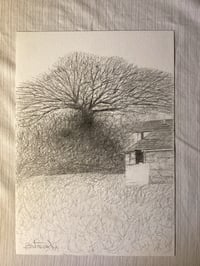 Image 3 of ‘Ash Tree’ by Noel Betowski