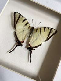 Image 2 of Graphium agetes