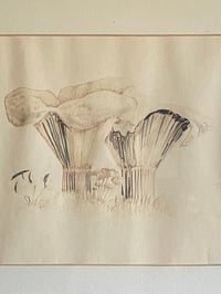 Image 3 of Watercolour and Ink Drawing of Mushroom on Paper