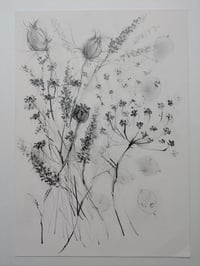 Dried stems IV
