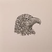 Reconstructed Bald Eagle
