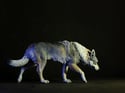 Wolf Dog sculpture. Limited edition