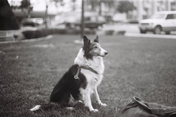 Image of Snickers