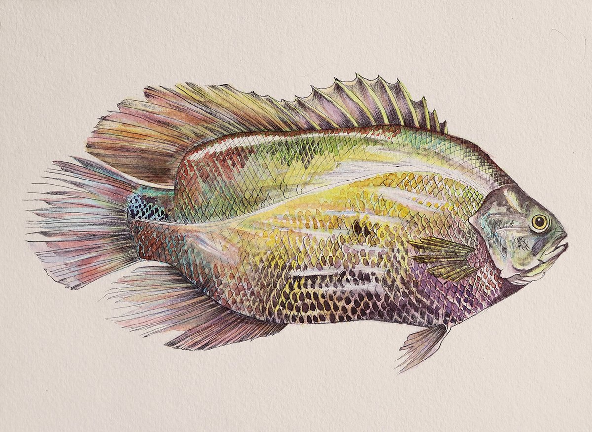 Image of Atlantic Tripletail