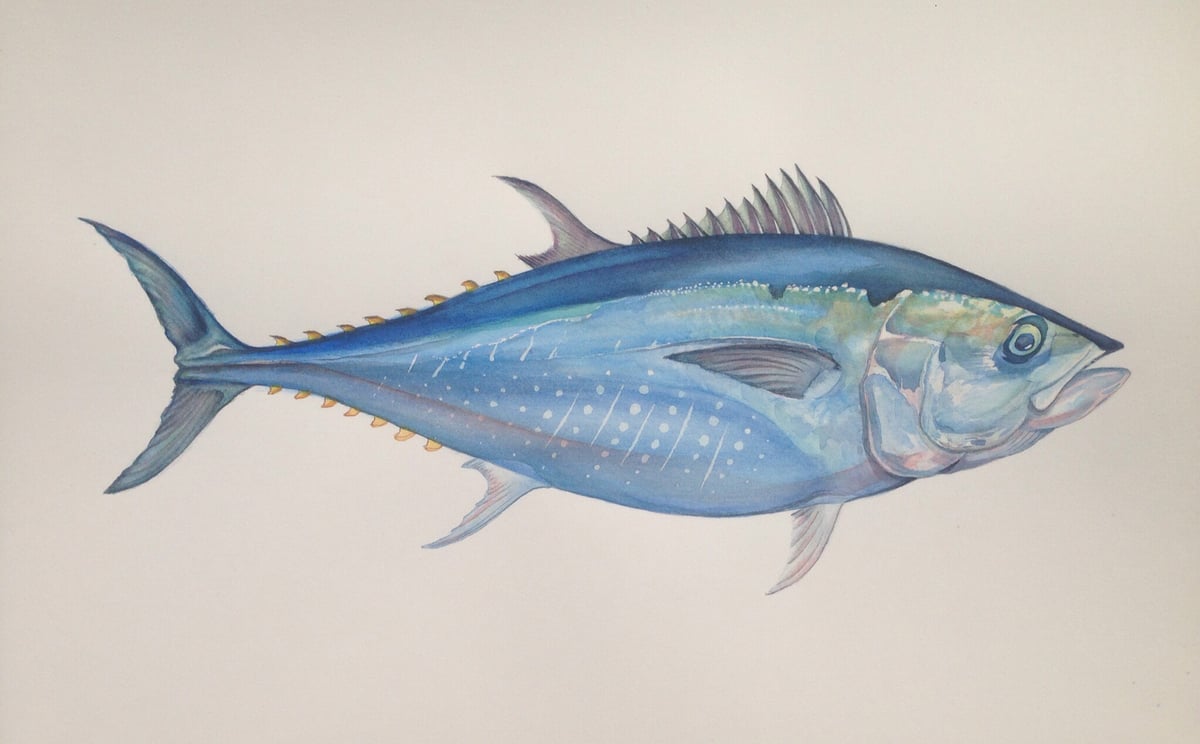 Image of Bluefin Tuna