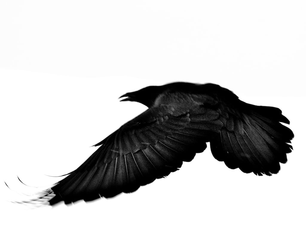 Image of Montana Dark Bird