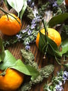Rosemary Tangerine Medicinal Massage Oil