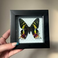 Madagascan Sunset Moth Frame