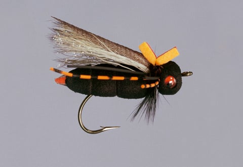 Ultimate Cicada  Eastern Trophies Fly Fishing