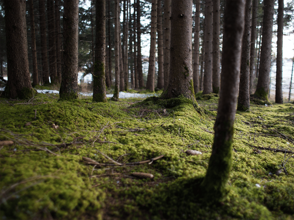 Image of Moss Forest