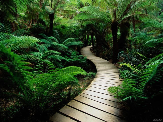 Forest Ferns Necklace