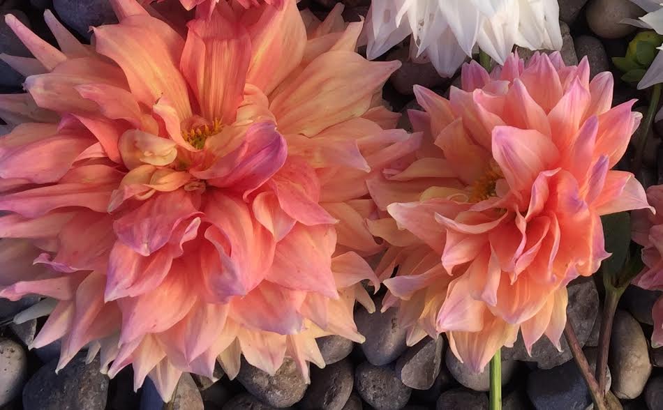 Image of Peachy Dreams Dahlia Mix