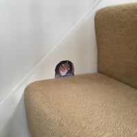 Image 5 of Monty mouse ~ Removable Wall sticker