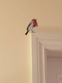 Image 3 of Bob Robin ~ Removable Wall sticker 