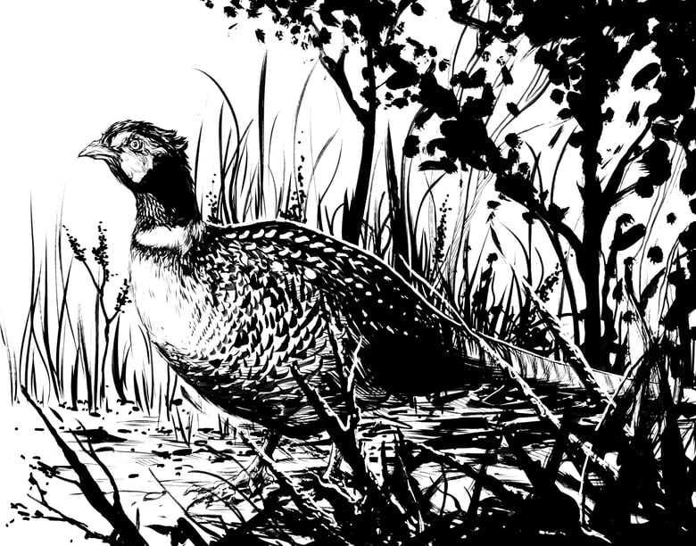 Image of pheasant inked original one of a kind piece