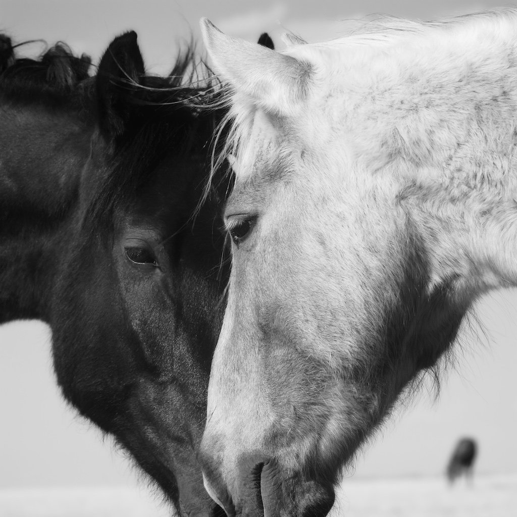 Image of More Love